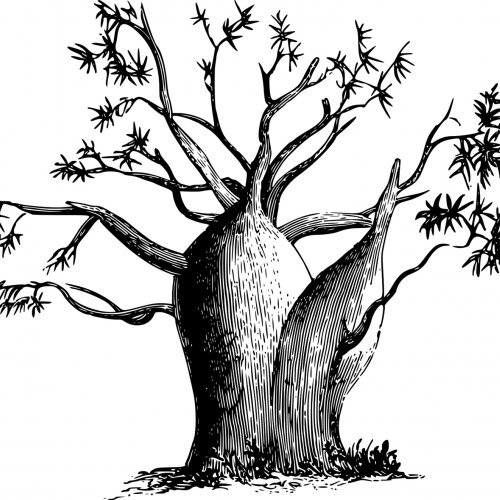 LE GRAND ARBRE D’ABÉNÉ